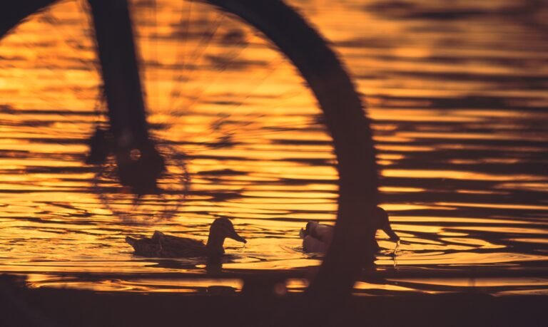 2 Ducks And A Mountain Bike