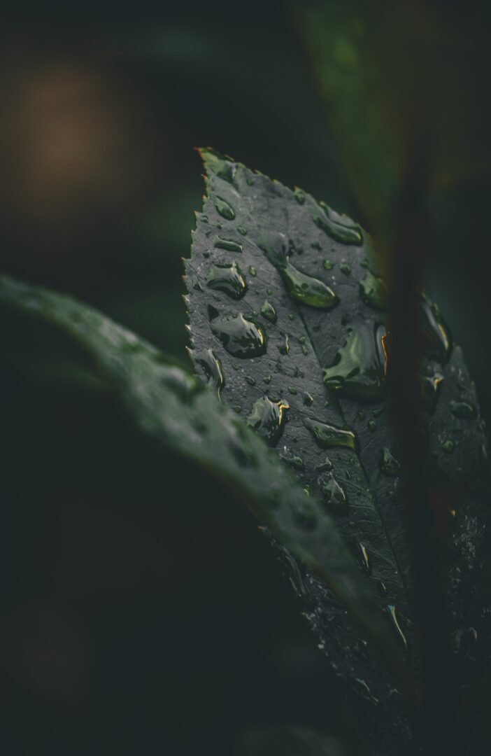 Rain Drops