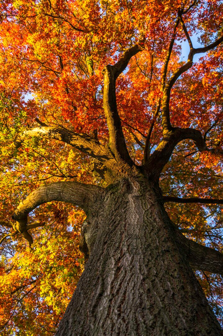 65 Golden Leaves - Autumn At Full Swing