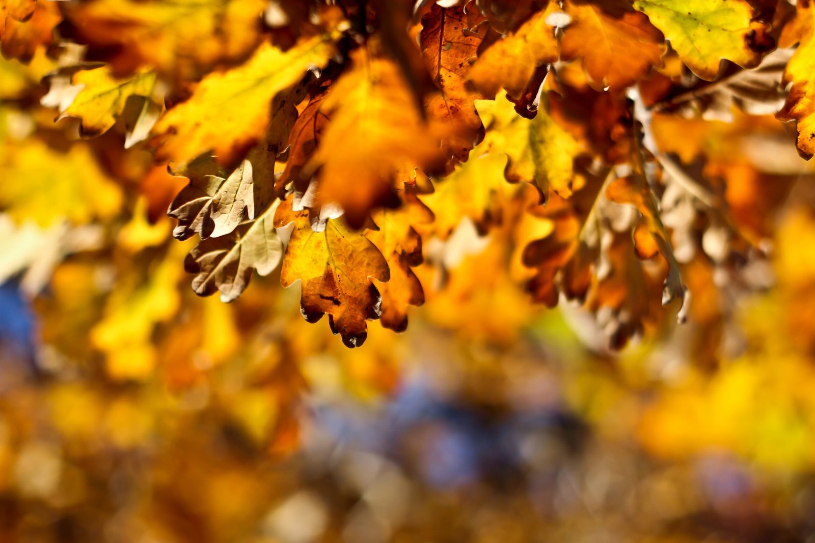 71 Golden Leaves