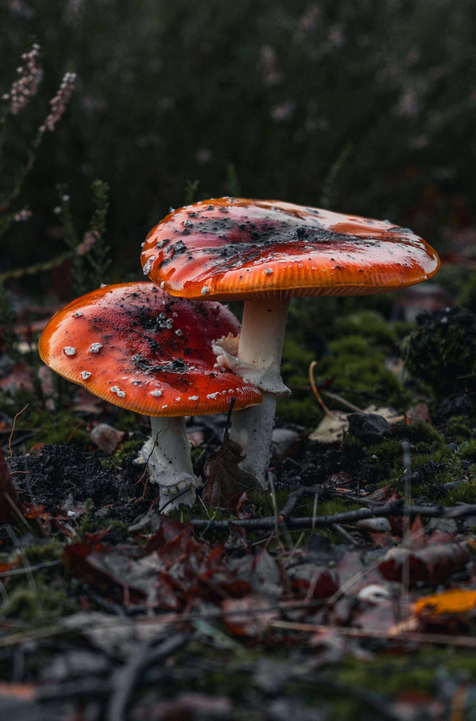 Mushrooms