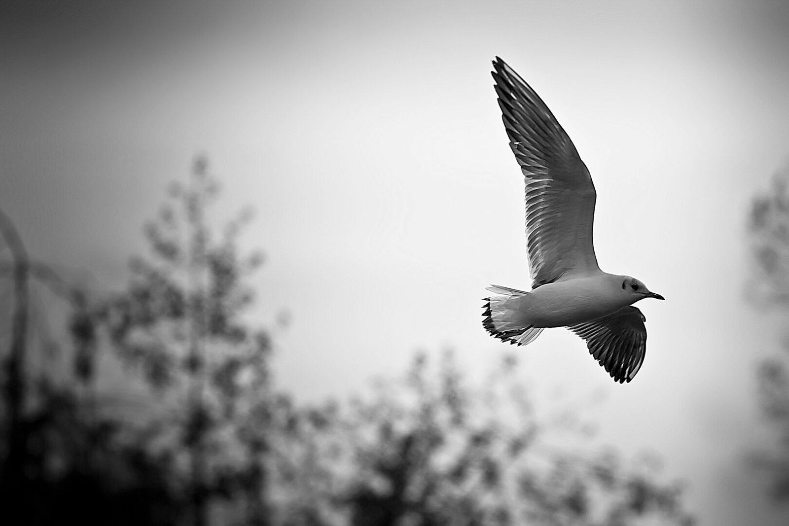 122 Gull In Flight - Stadspark Sittard